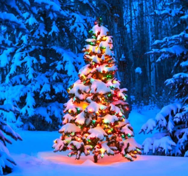 Lifelike or Live? What's your preference when it comes to Christmas trees?